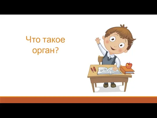 Что такое орган?