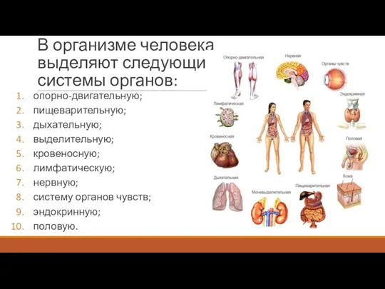 В организме человека выделяют следующие системы органов: опорно-двигательную; пищеварительную; дыхательную;