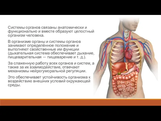 Системы органов связаны анатомически и функционально и вместе образуют целостный