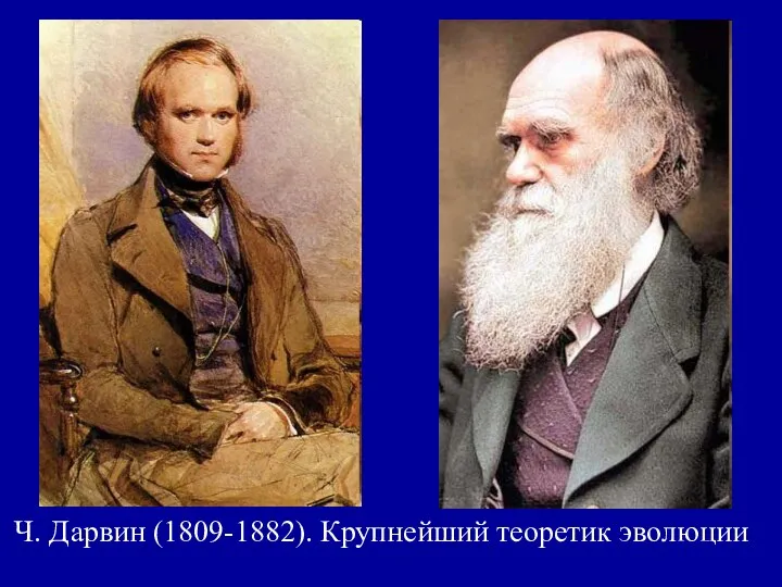 Ч. Дарвин (1809-1882). Крупнейший теоретик эволюции