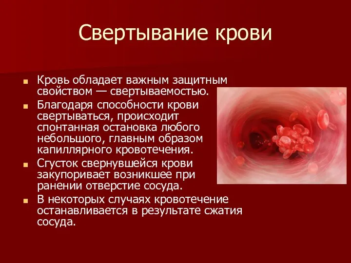 Свертывание крови Кровь обладает важным защитным свойством — свертываемостью. Благодаря