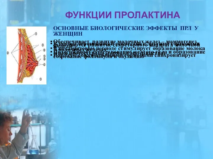 ФУНКЦИИ ПРОЛАКТИНА ОСНОВНЫЕ БИОЛОГИЧЕСКИЕ ЭФФЕКТЫ ПРЛ У ЖЕНЩИН Обеспечивает развитие