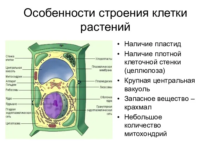 Особенности строения клетки растений Наличие пластид Наличие плотной клеточной стенки (целлюлоза) Крупная центральная