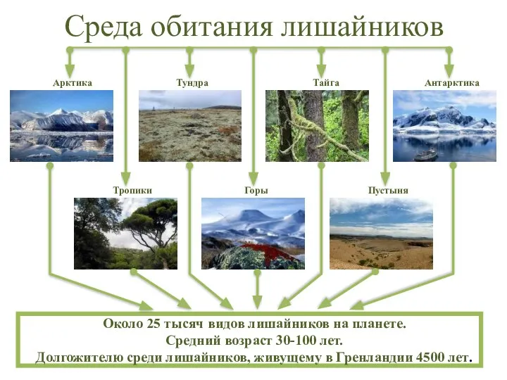 Среда обитания лишайников Арктика Тундра Тайга Антарктика Пустыня Горы Тропики