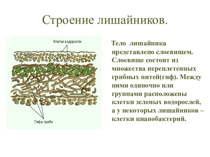 Строение лишайников. Тело лишайника представлено слоевищем. Слоевище состоит из множества