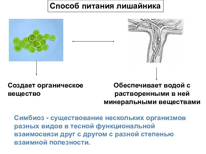 Способ питания лишайника Создает органическое вещество Обеспечивает водой с растворенными