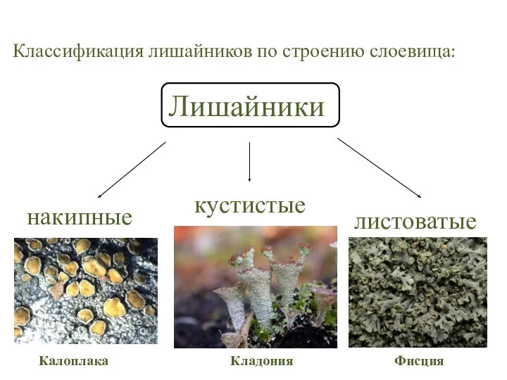 Классификация лишайников по строению слоевища: Лишайники накипные листоватые кустистые Калоплака Фисция Кладония