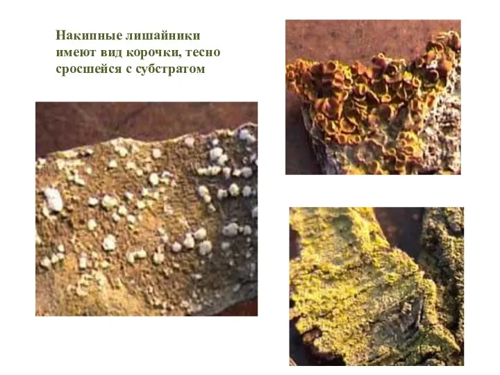 Накипные лишайники имеют вид корочки, тесно сросшейся с субстратом