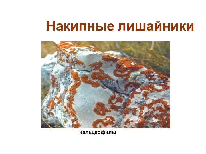 Накипные лишайники Кальцеофилы