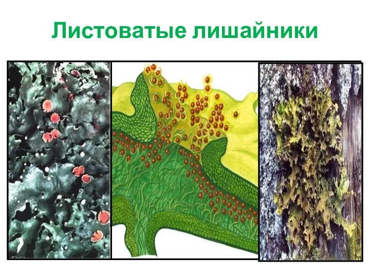 Листоватые лишайники