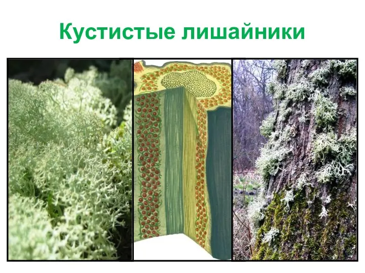 Кустистые лишайники