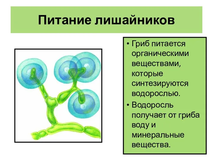 Питание лишайников Гриб питается органическими веществами, которые синтезируются водорослью. Водоросль