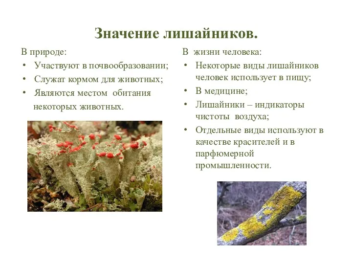 Значение лишайников. В природе: Участвуют в почвообразовании; Служат кормом для