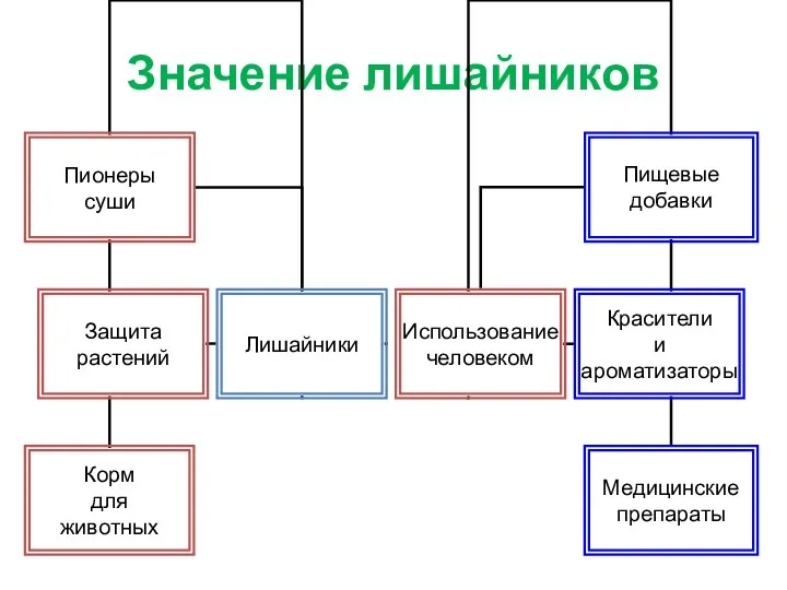 Значение лишайников