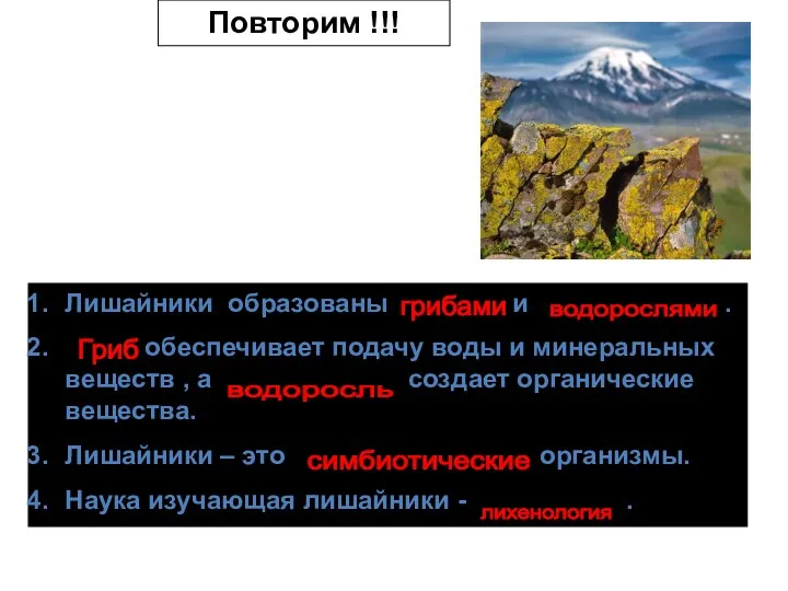 Повторим !!! Лишайники образованы и . обеспечивает подачу воды и