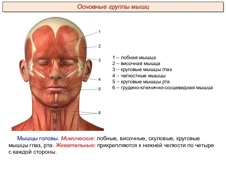 Мышцы головы. Мимические: лобные, височные, скуловые, круговые мышцы глаз, рта. Жевательные: прикрепляются к