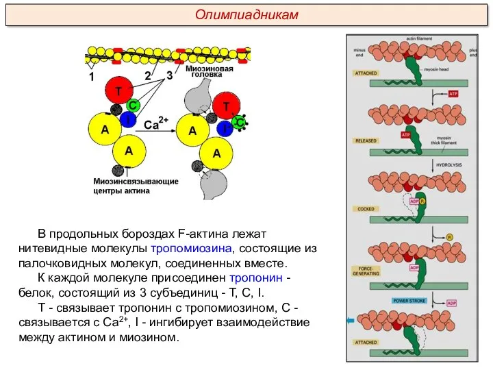 В продольных бороздах F-актина лежат нитевидные молекулы тропомиозина, состоящие из палочковидных молекул, соединенных