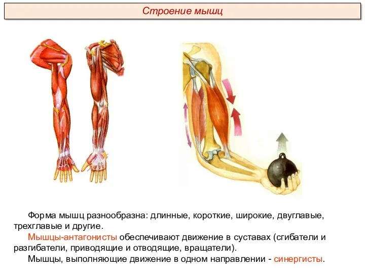 Форма мышц разнообразна: длинные, короткие, широкие, двуглавые, трехглавые и другие. Мышцы-антагонисты обеспечивают движение