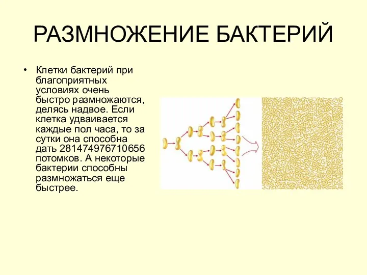 РАЗМНОЖЕНИЕ БАКТЕРИЙ Клетки бактерий при благоприятных условиях очень быстро размножаются,