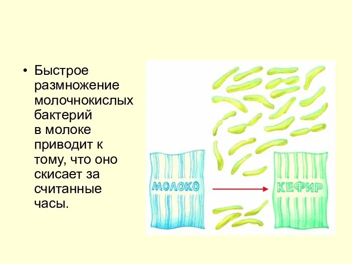 Быстрое размножение молочнокислых бактерий в молоке приводит к тому, что оно скисает за считанные часы.