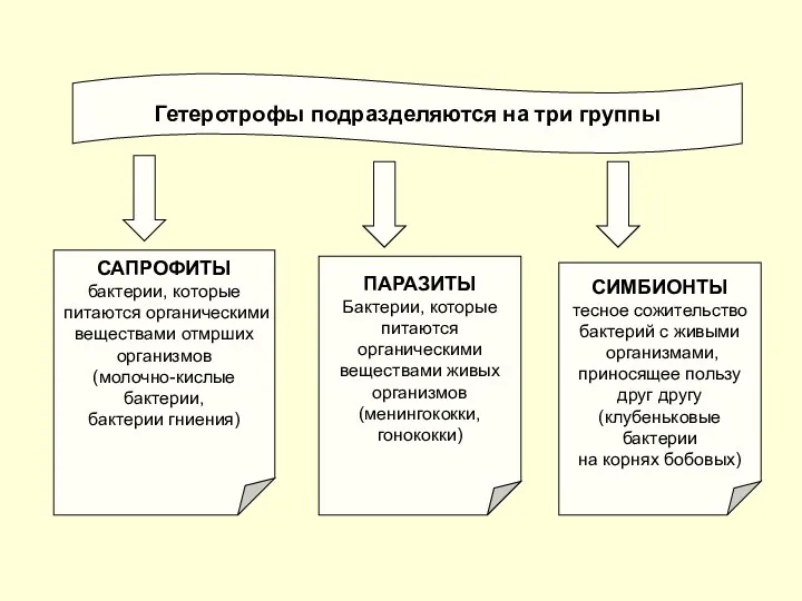 Гетеротрофы подразделяются на три группы САПРОФИТЫ бактерии, которые питаются органическими