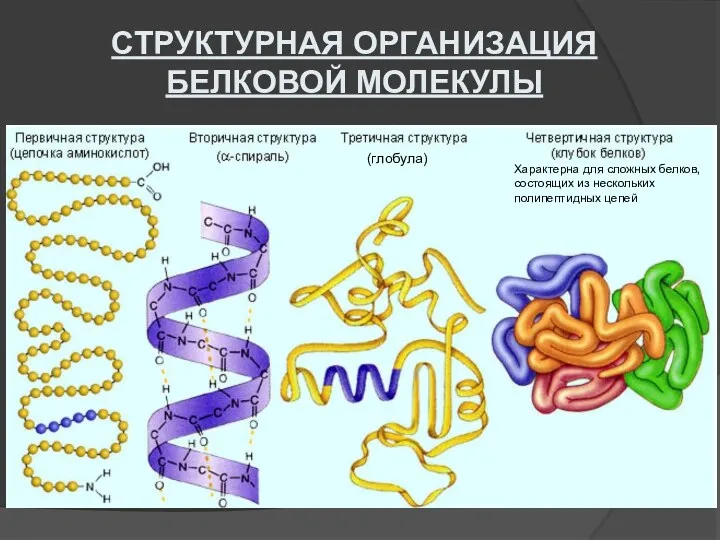 (глобула) Характерна для сложных белков, состоящих из нескольких полипептидных цепей СТРУКТУРНАЯ ОРГАНИЗАЦИЯ БЕЛКОВОЙ МОЛЕКУЛЫ