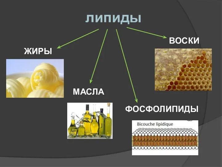 липиды ЖИРЫ МАСЛА ФОСФОЛИПИДЫ ВОСКИ