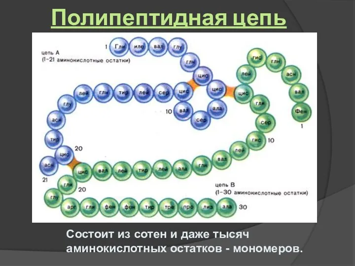 Полипептидная цепь Состоит из сотен и даже тысяч аминокислотных остатков - мономеров.