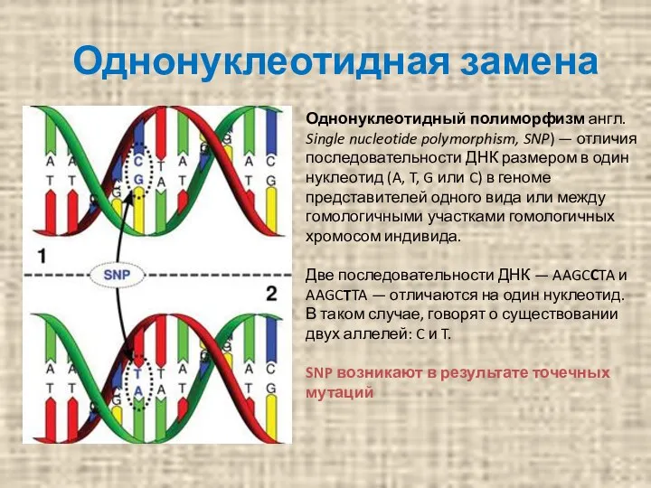 Однонуклеотидная замена Однонуклеотидный полиморфизм англ. Single nucleotide polymorphism, SNP) —