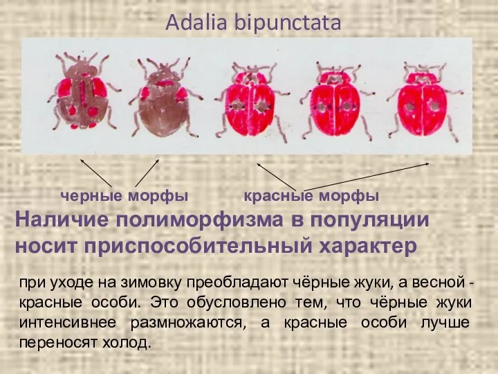 Adalia bipunctata черные морфы красные морфы Наличие полиморфизма в популяции