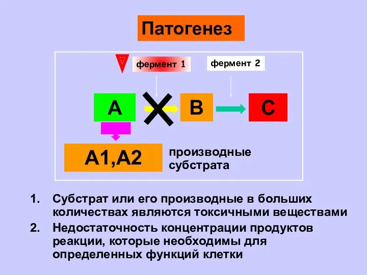 А В С А1,А2 фермент 1 фермент 2 Субстрат или