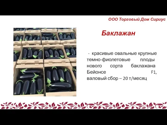 Баклажан - красивые овальные крупные темно-фиолетовые плоды нового сорта баклажана