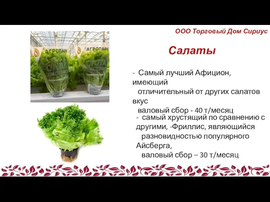 Салаты - Самый лучший Афицион, имеющий отличительный от других салатов