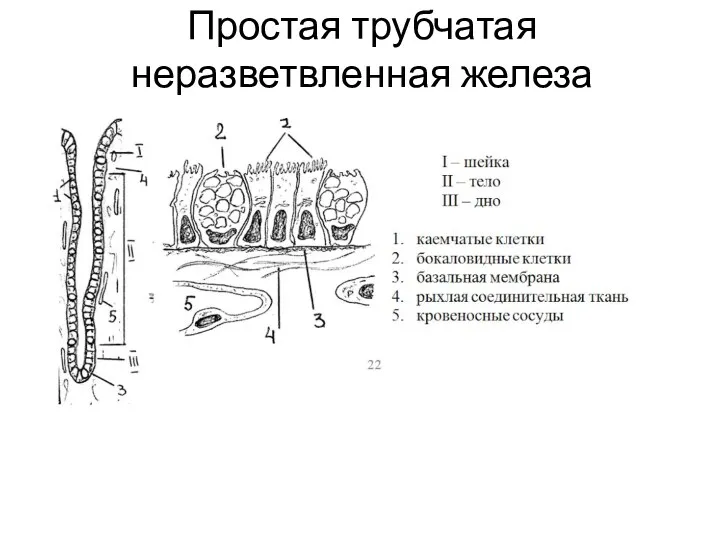 Простая трубчатая неразветвленная железа