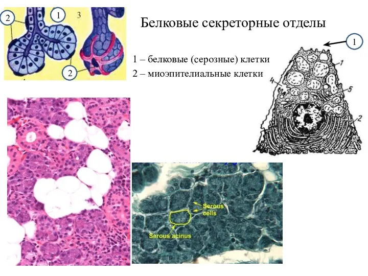 Белковые секреторные отделы 1 – белковые (серозные) клетки 2 – миоэпителиальные клетки 2 2 1 1