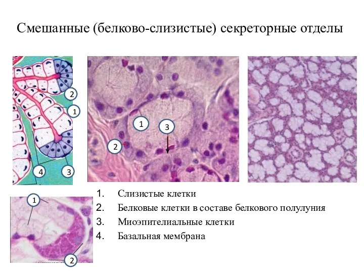 Смешанные (белково-слизистые) секреторные отделы Слизистые клетки Белковые клетки в составе