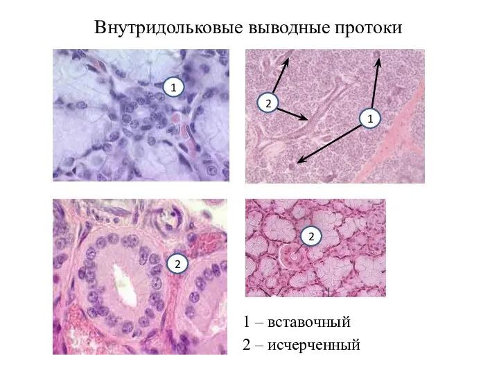 Внутридольковые выводные протоки 1 – вставочный 2 – исчерченный 2 1 1 2 2