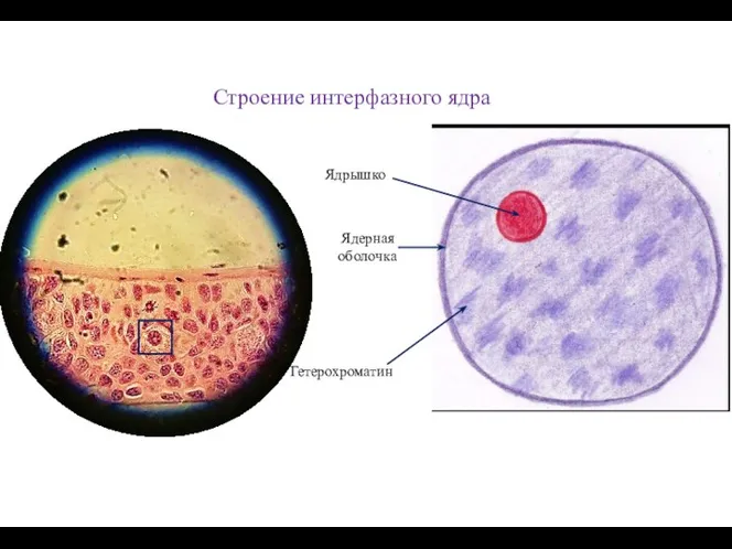 Строение интерфазного ядра Ядрышко Ядерная оболочка Гетерохроматин