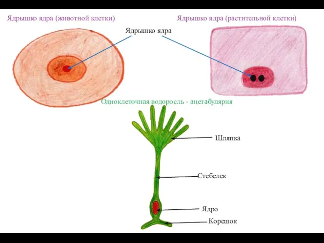 Ядрышко ядра (животной клетки) Ядрышко ядра (растительной клетки) Одноклеточная водоросль - ацетабулярия Ядрышко ядра