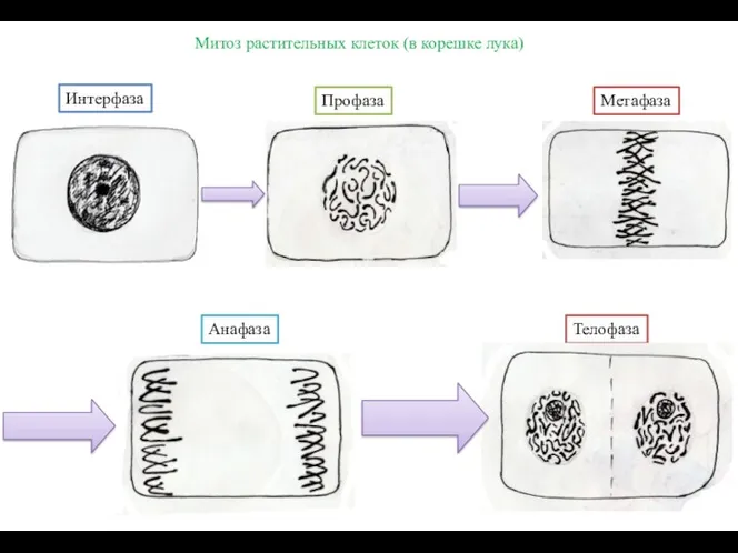 Митоз растительных клеток (в корешке лука) Интерфаза Профаза Метафаза Анафаза Телофаза