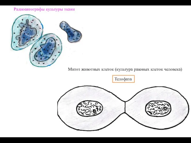 Радиоавтографы культуры ткани Митоз животных клеток (культура раковых клеток человека) Телофаза