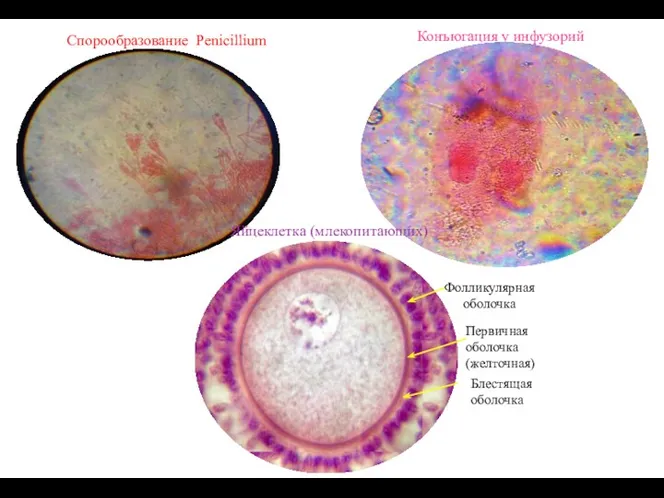 Спорообразование Penicillium Конъюгация у инфузорий Яйцеклетка (млекопитающих)