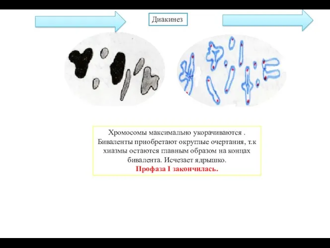 Хромосомы максимально укорачиваются . Биваленты приобретают округлые очертания, т.к хиазмы