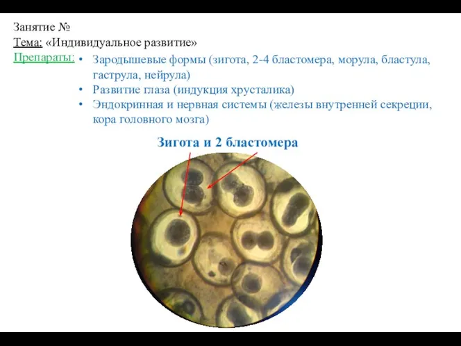 Занятие № Тема: «Индивидуальное развитие» Препараты: Зигота и 2 бластомера