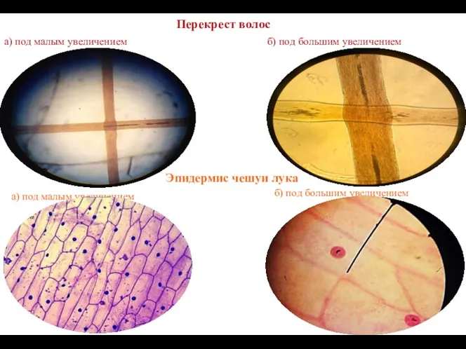 а) под малым увеличением Перекрест волос б) под большим увеличением