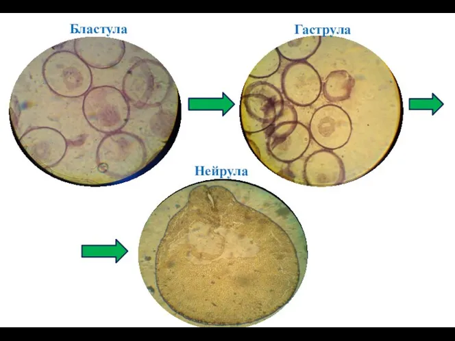 Бластула Нейрула Гаструла