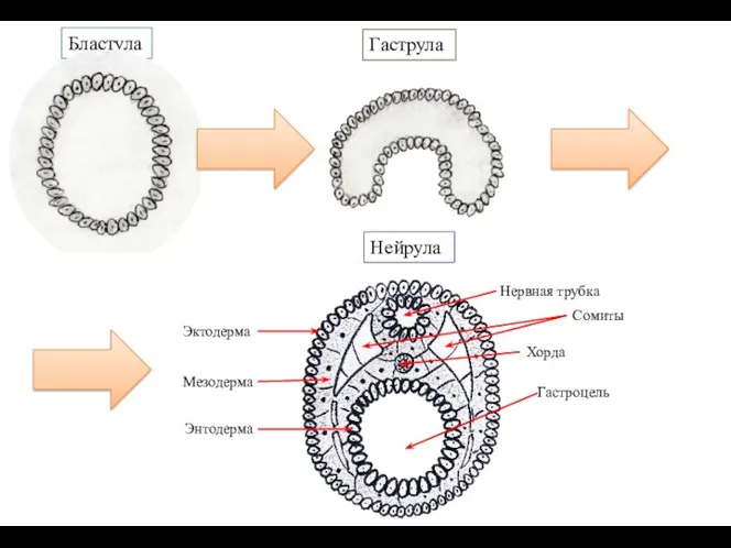 Бластула Гаструла Нейрула
