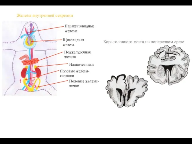 Железы внутренней секреции Кора головного мозга на поперечном срезе