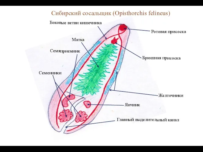 Сибирский сосальщик (Opisthorchis felineus)