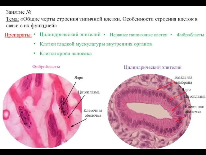 Препараты: Цилиндрический эпителий Клетки гладкой мускулатуры внутренних органов Клетки крови